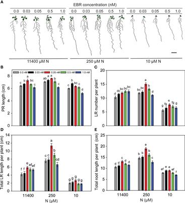 BZR1 and BES1 transcription factors mediate brassinosteroid control over root system architecture in response to nitrogen availability